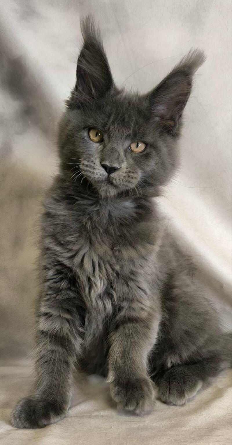 Sheila Maine Coon female, blue silver
