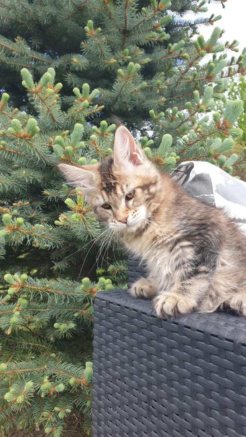 Ellie Maine Coon female black ticked tabby - live animals