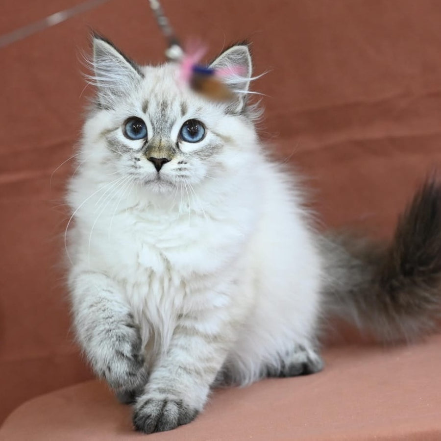 Kurt Siberian male, seal tabby pointed
