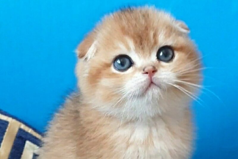 Milena Scottish Fold female, black golden shaded