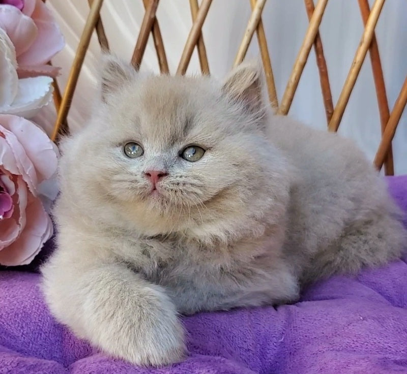 Teo British Longhair male fawn - live animals