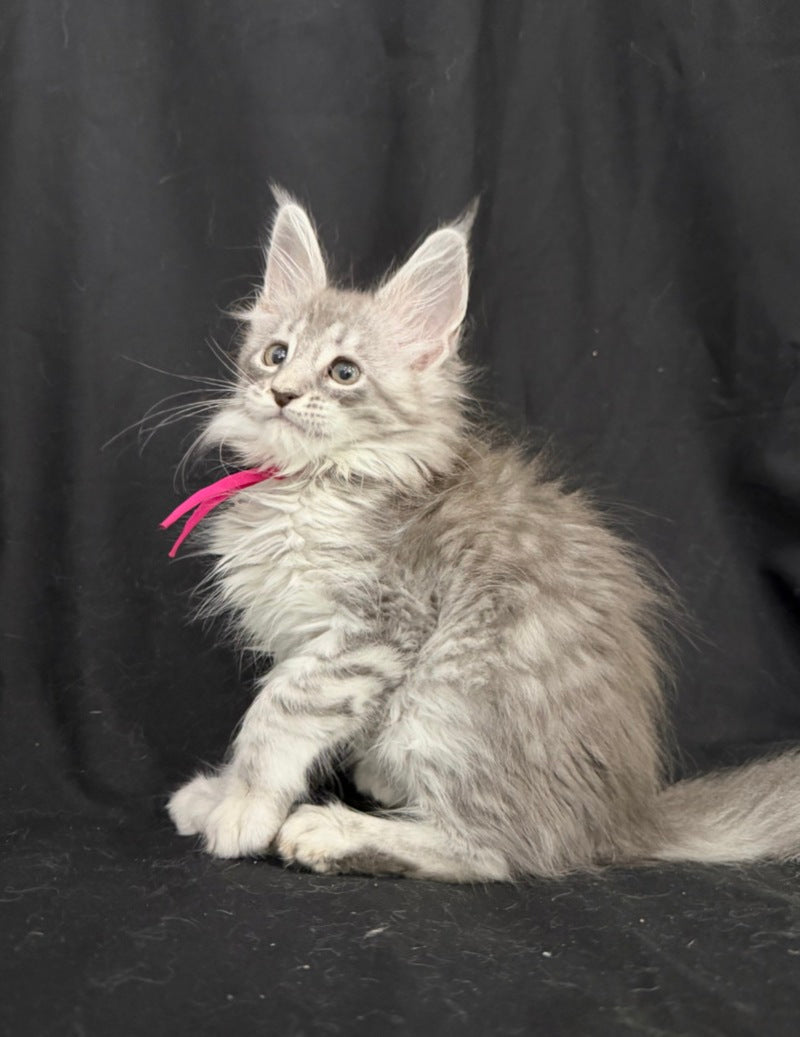 Zama Maine Coon female, blue silver tabby