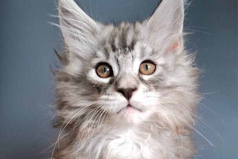 Elvis Maine Coon male black silver tabby - live animals