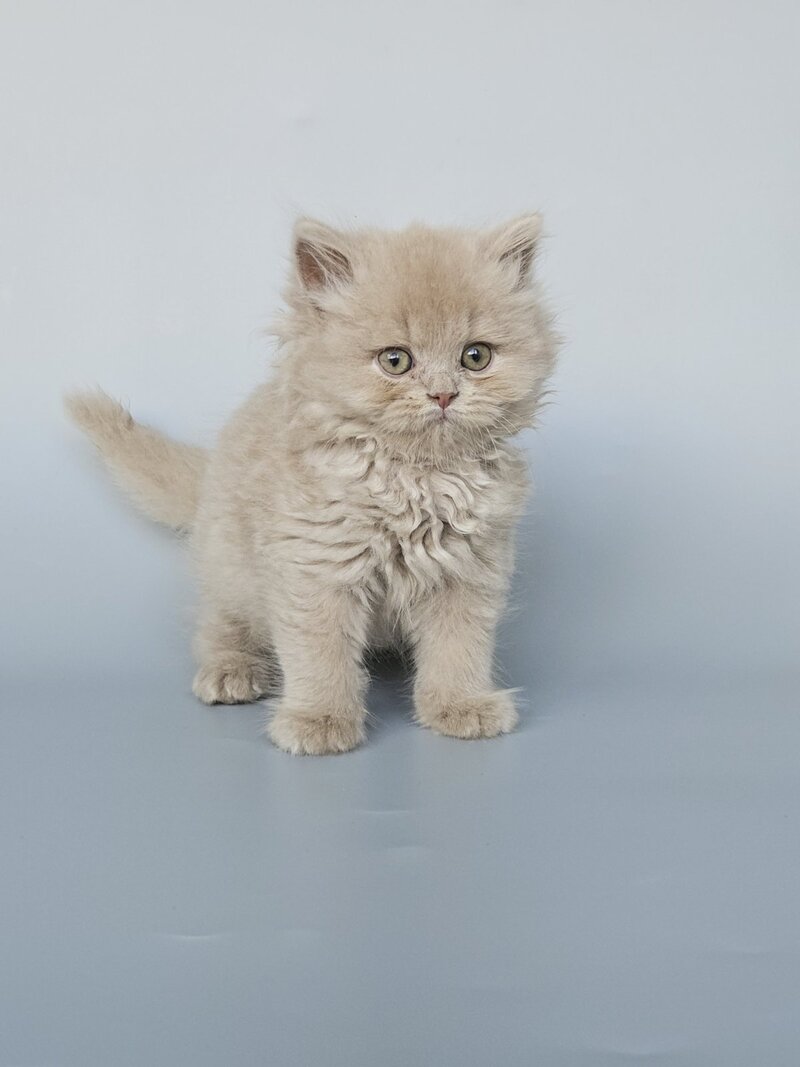 Angel British Longhair male, fawn