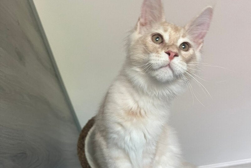 Yunus Maine Coon male, cream silver