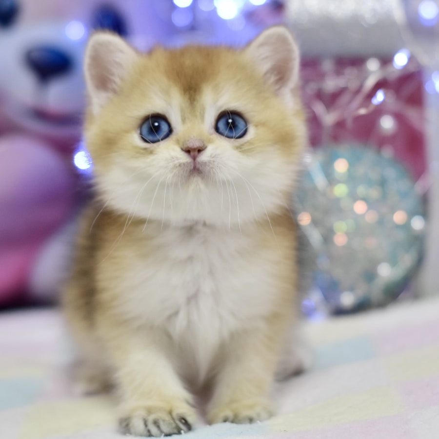 Edwin British Shorthair male, black golden shaded
