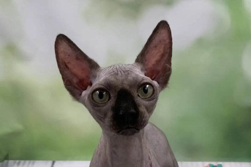 Polina Bambino female black - live animals