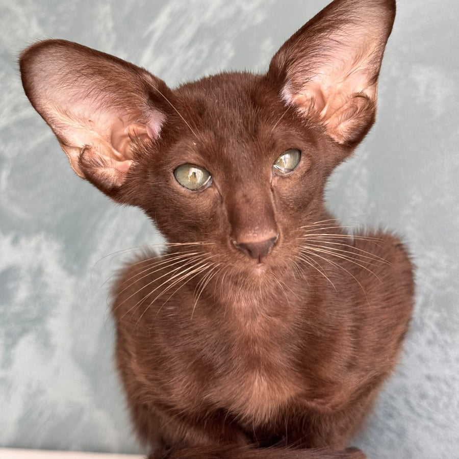 Nolik Oriental Shorthair male, chocolate