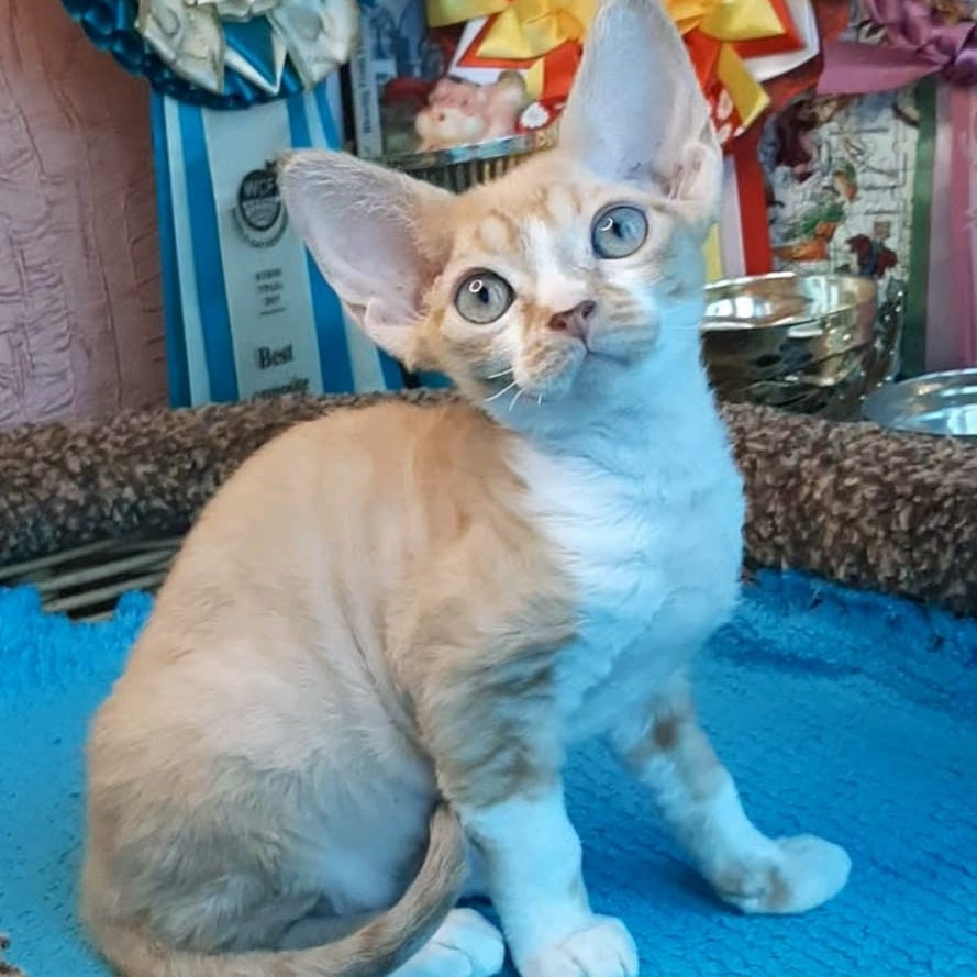 Glykeria Devon Rex female, red tabby bicolour