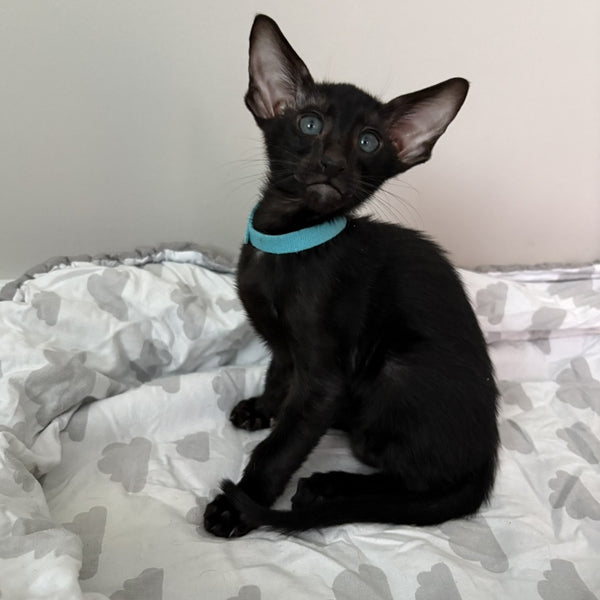 Dexter Oriental Shorthair male, black