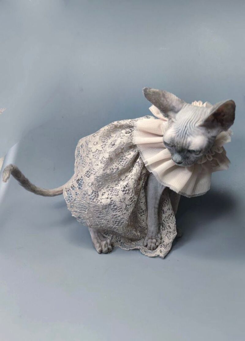 Davinci Vida Canadian Sphynx female, black