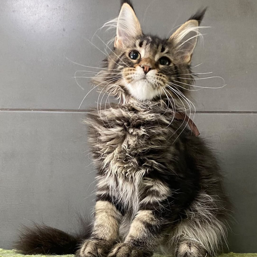 Albasatin Maine Coon male, black tabby