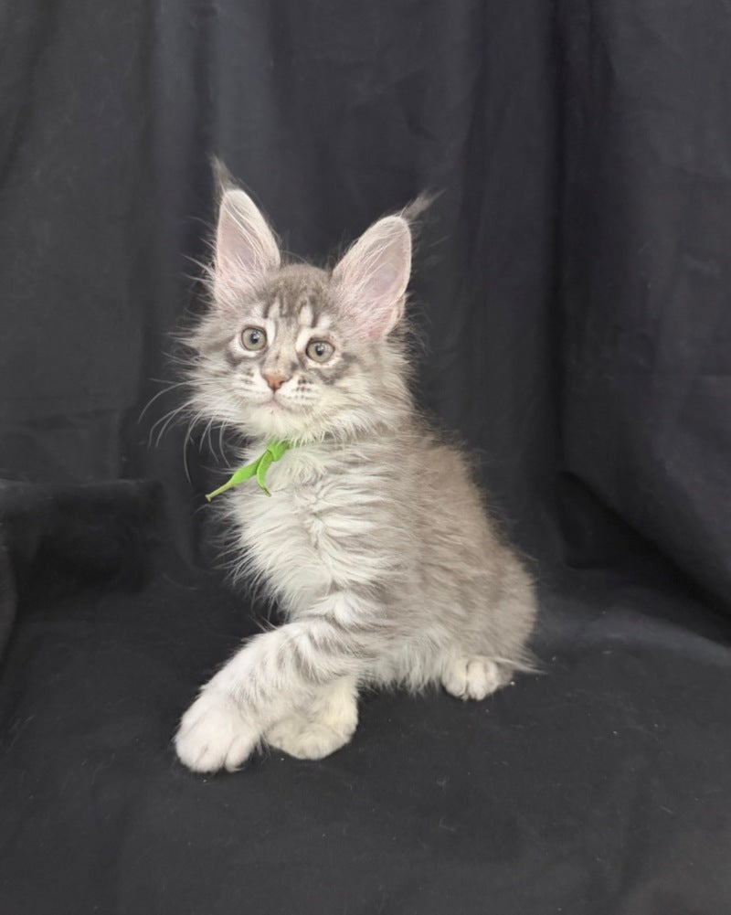 Zimba Maine Coon female, blue silver tabby