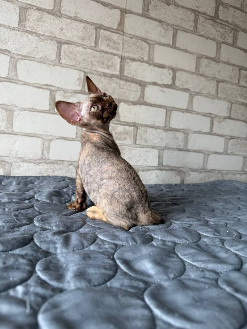 Massi Devon Rex female, chocolate tortie