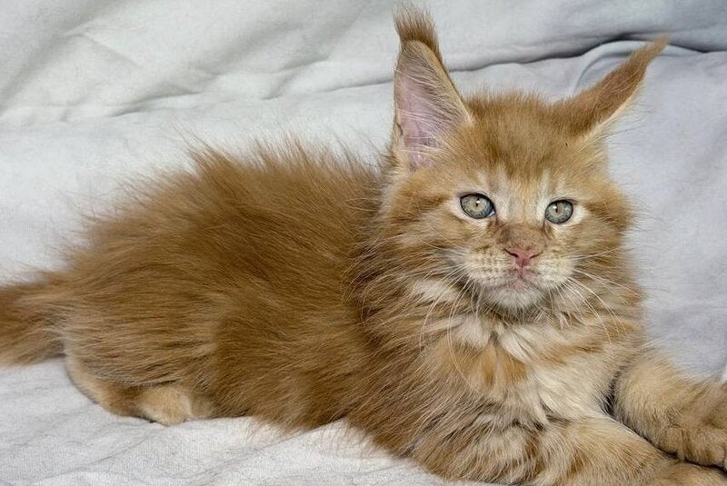 Hermes Maine Coon male, red