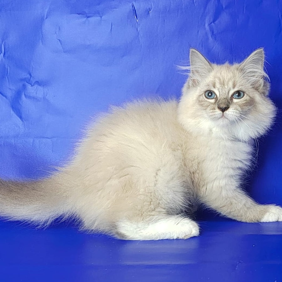 Kovboj Siberian male, blue tabby pointed with white