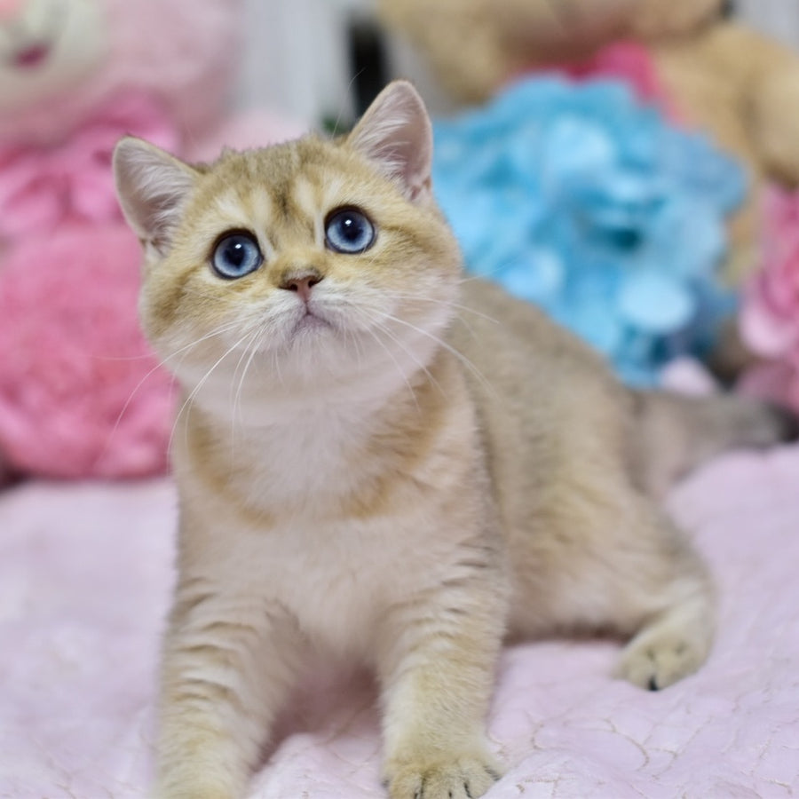 Infinity British Shorthair female, black golden shaded