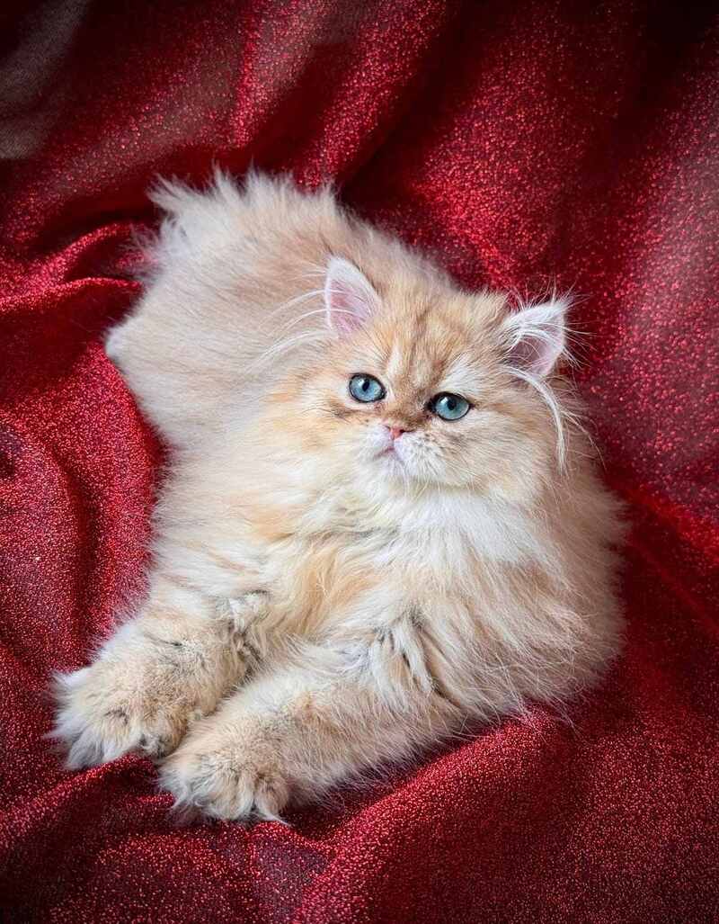 Tiffany Persian female, black golden shaded