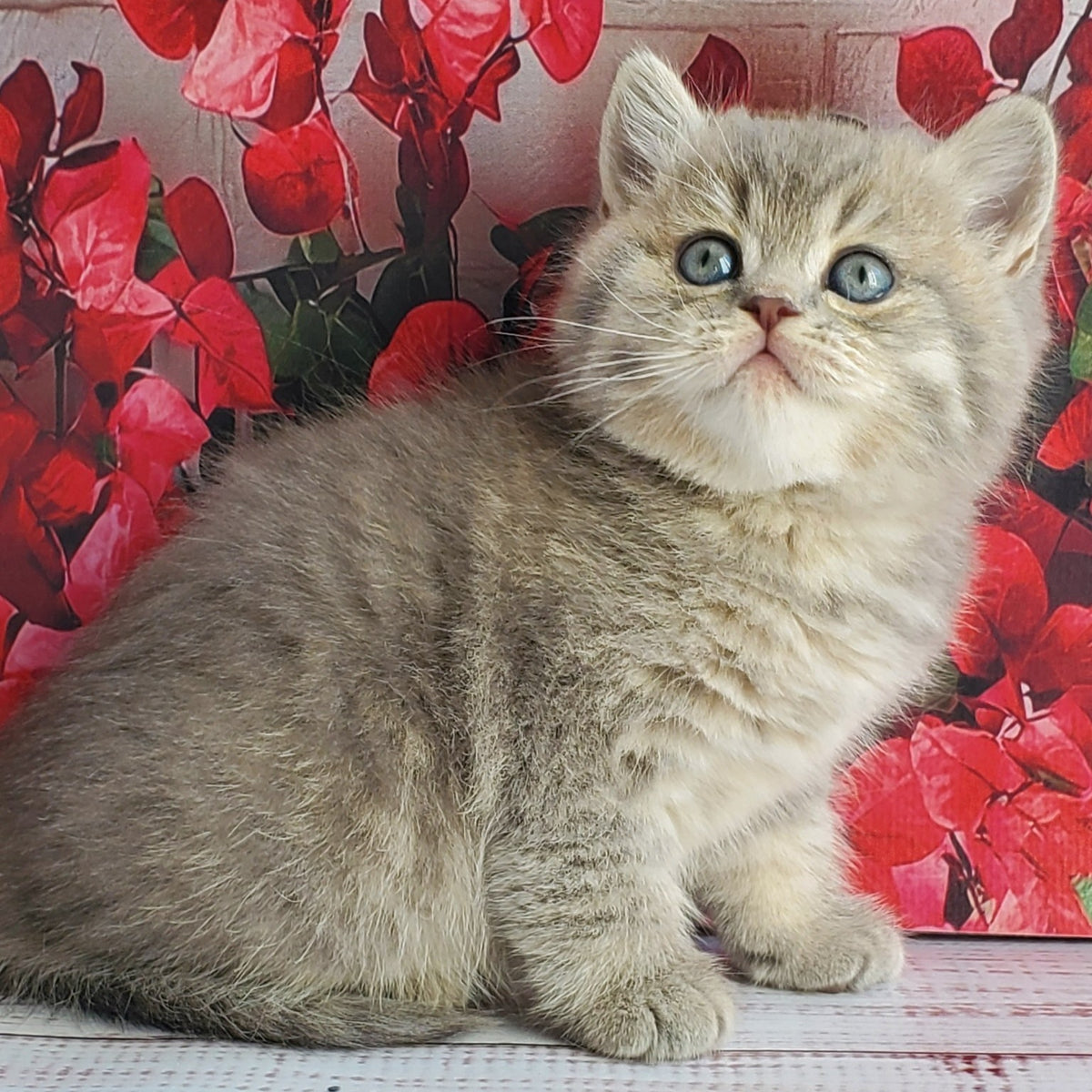 Hugo British Shorthair male, blue golden ticked tabby