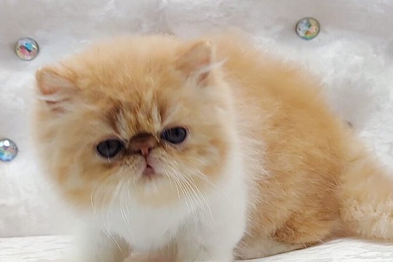 Ellie Persian female red bicolour - live animals