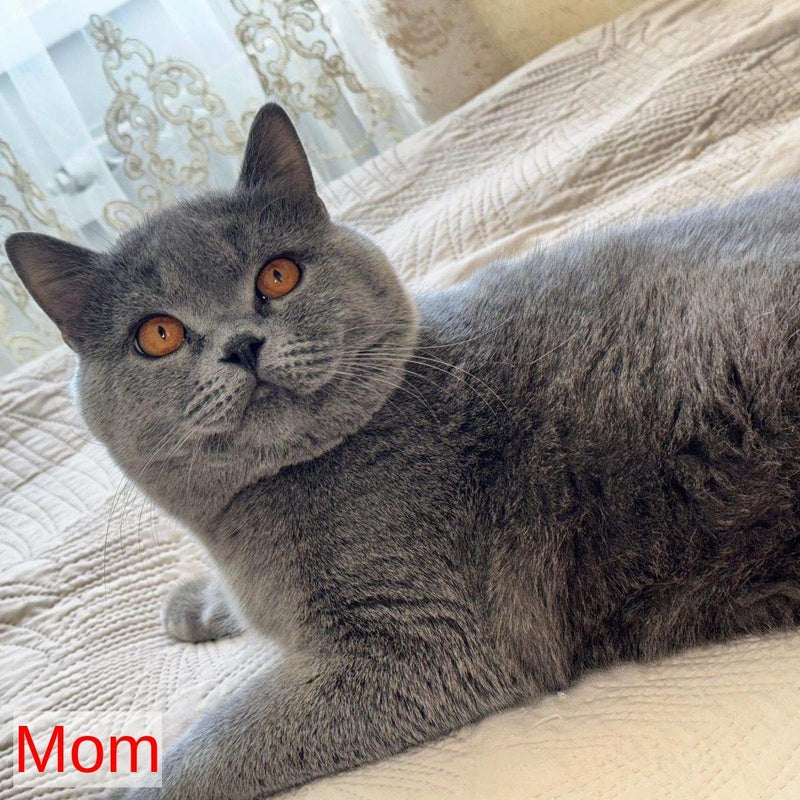Veniamin British Shorthair male, blue