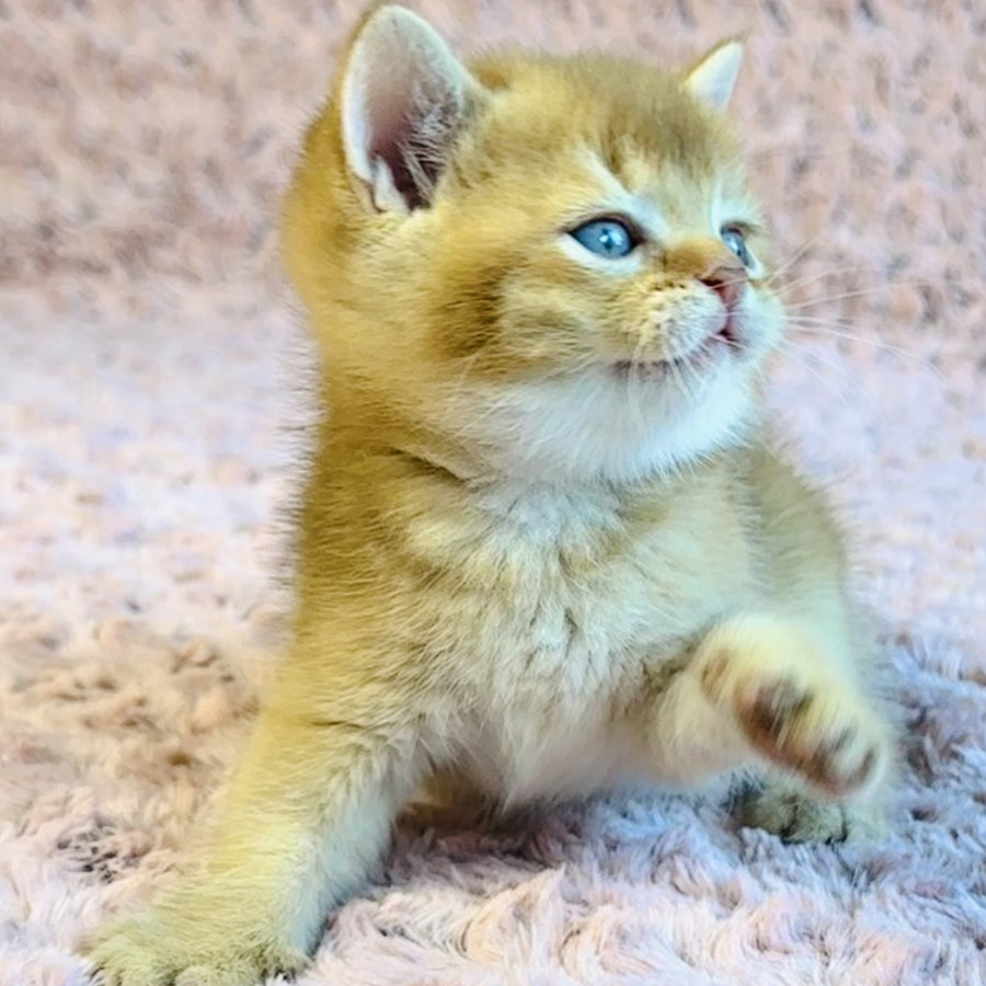 Golden Prince British Shorthair male, cinnamon golden shaded