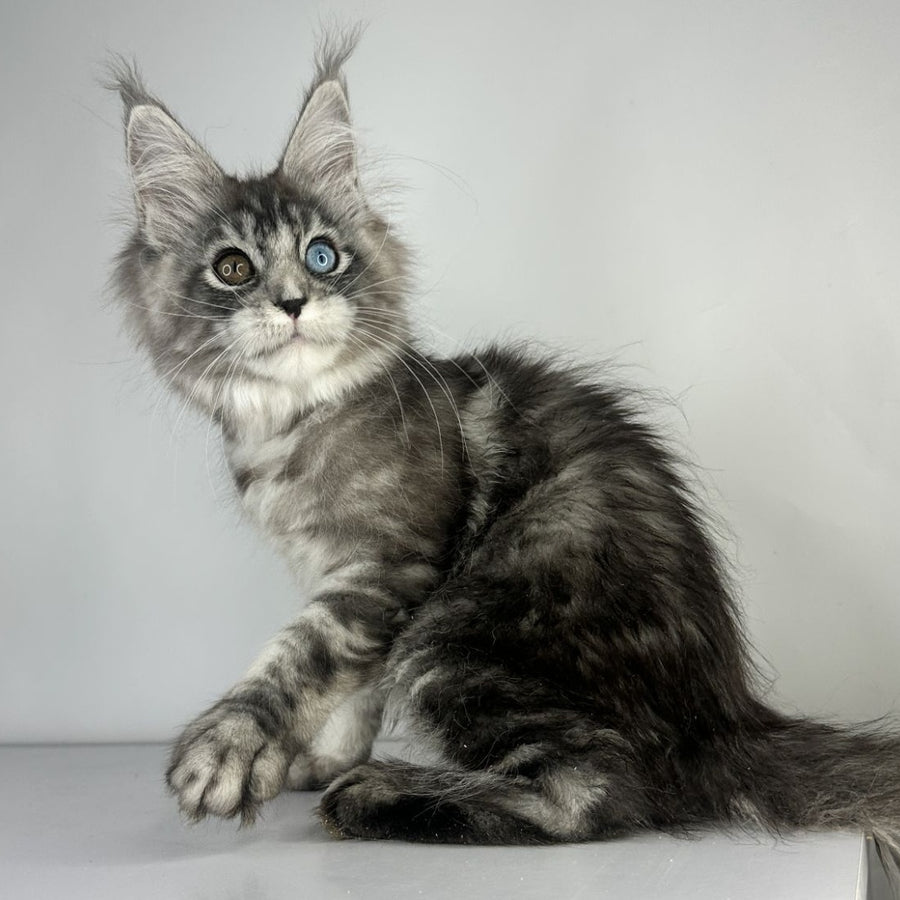Claire Maine Coon female, black silver tabby