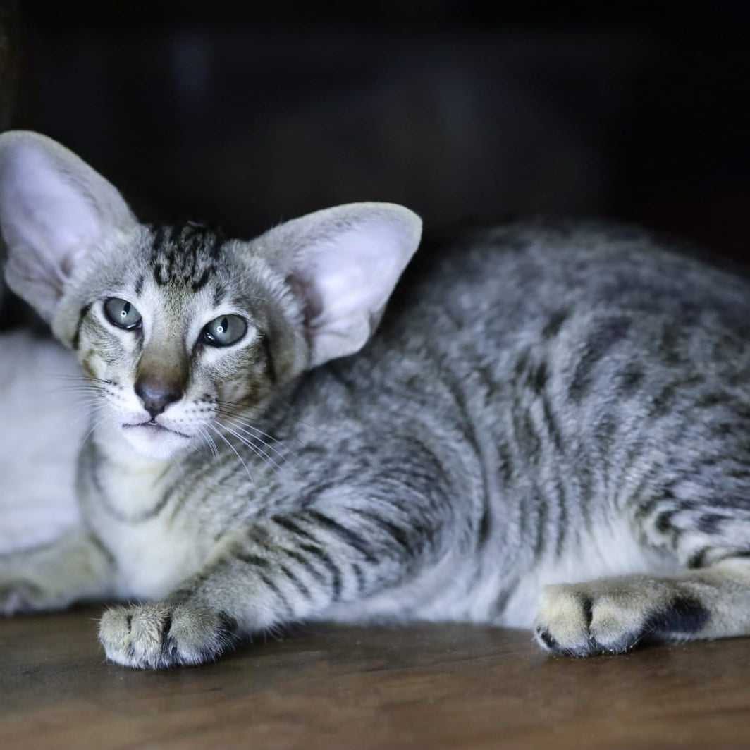 Perseus Oriental Shorthair male, black spotted tabby