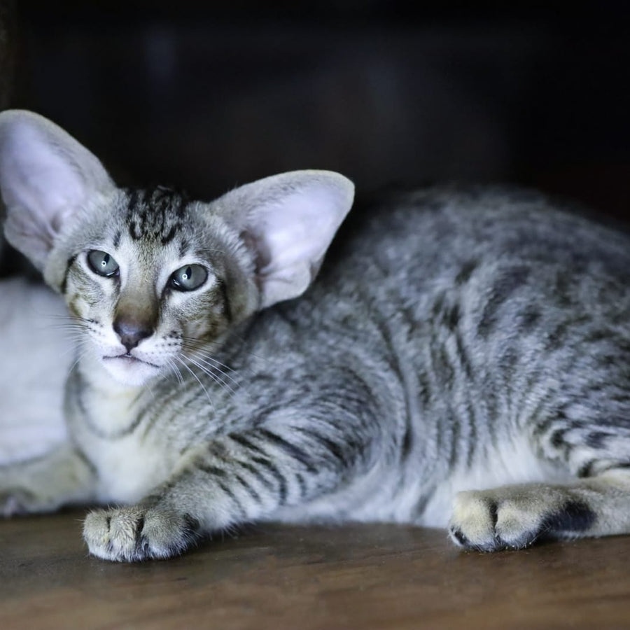 Perseus Oriental Shorthair male, black spotted tabby