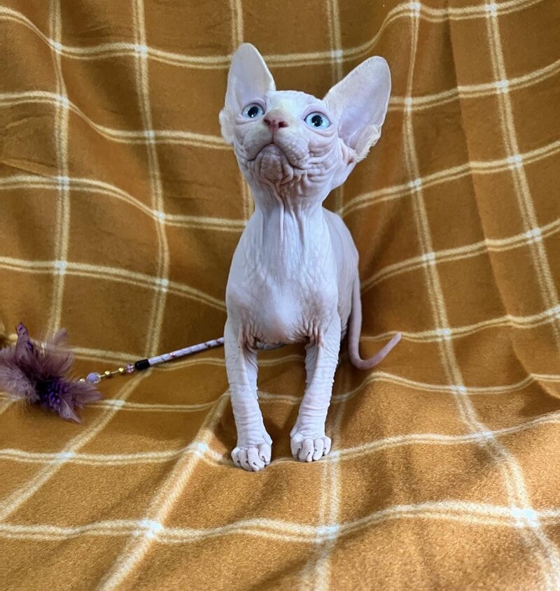 Dekster Canadian Sphynx male, red pointed