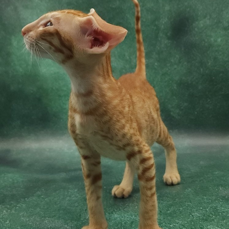 Zachary Oriental Shorthair male, red spotted tabby