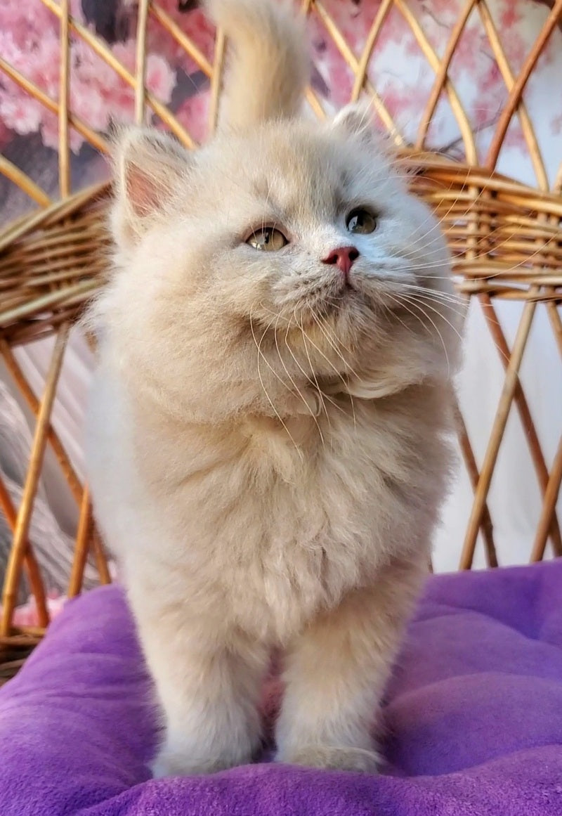 Teo British Longhair male fawn - live animals