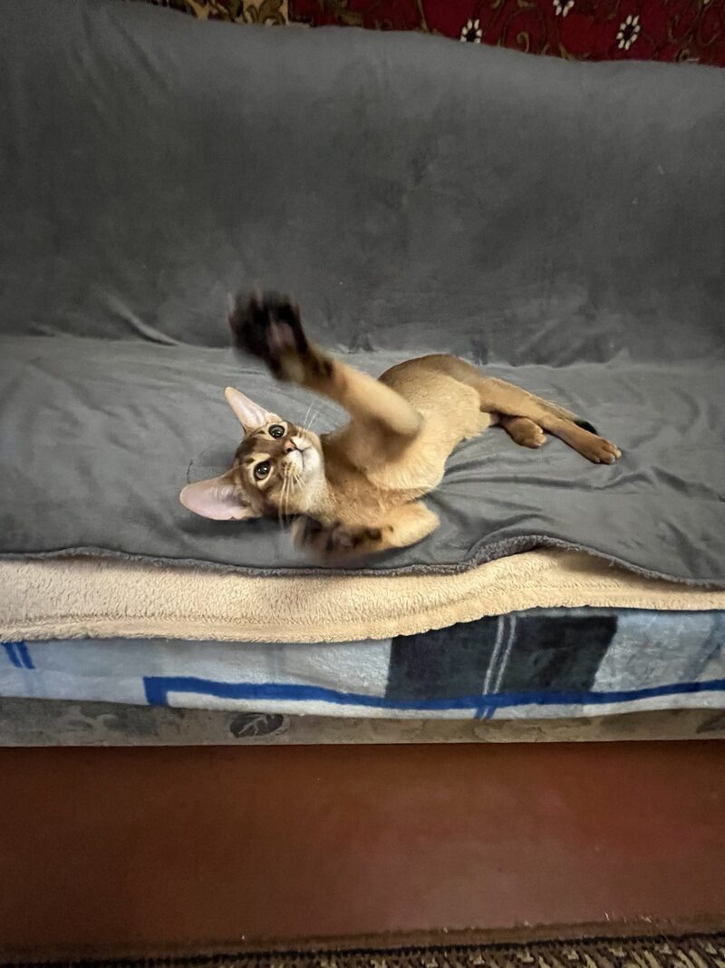 Boomer Abyssinian male black - live animals