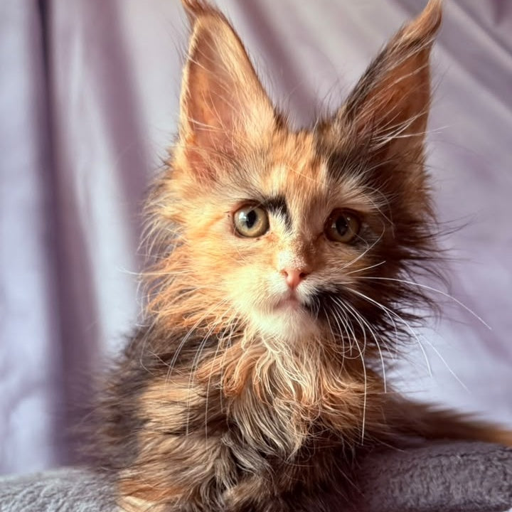 Nami Maine Coon polydactyl 5x5x6x6 female, black tortie with white