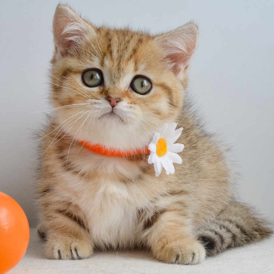 Ines Munchkin female, black golden spotted tabby