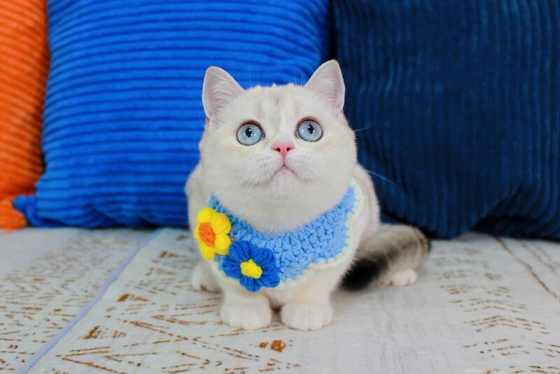 Isida Scottish Straight female chocolate golden ticked tabby pointed bicolour - live animals