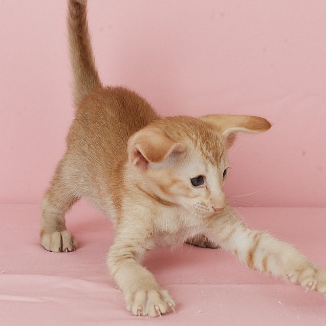 Ulan Bator Oriental Shorthair male, red