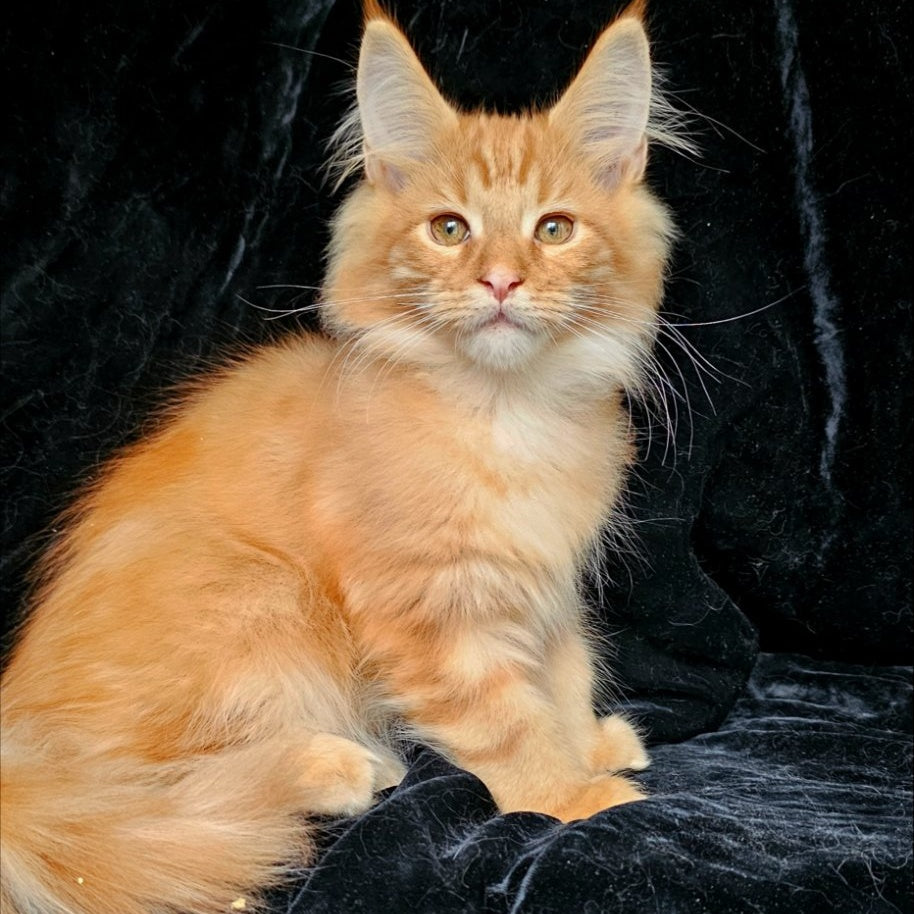 Sanny Maine Coon male, red tabby