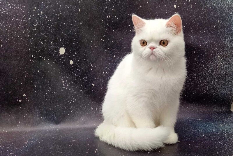 Everiy Persian male, white