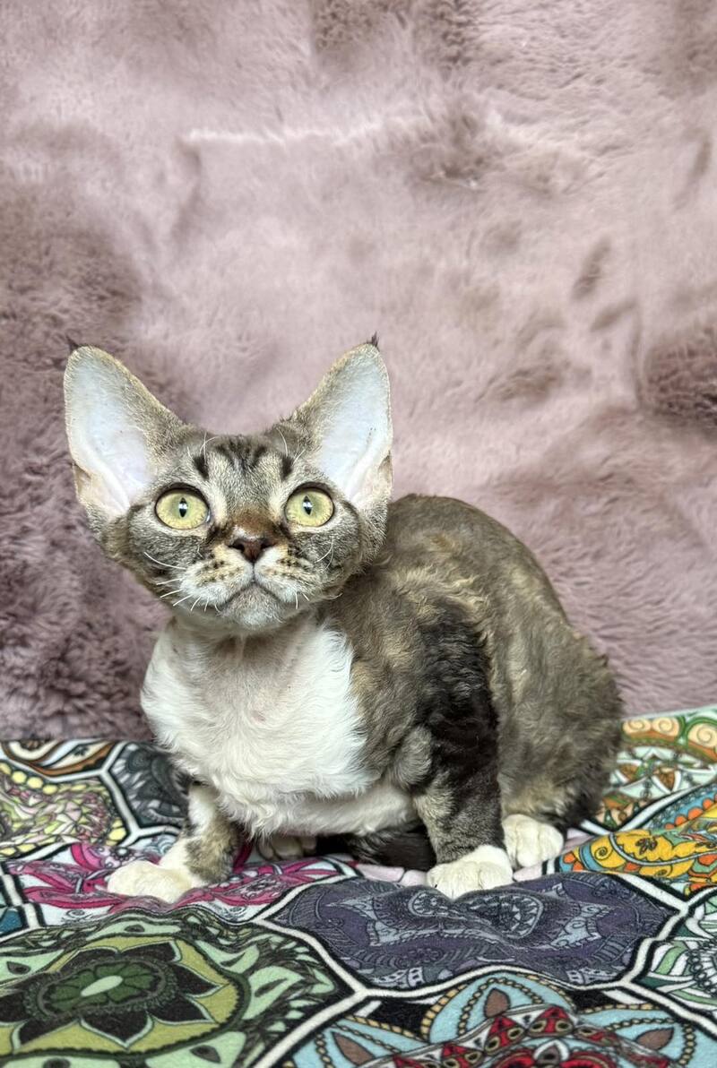 Umi Devon Rex female, black tabby bicolour