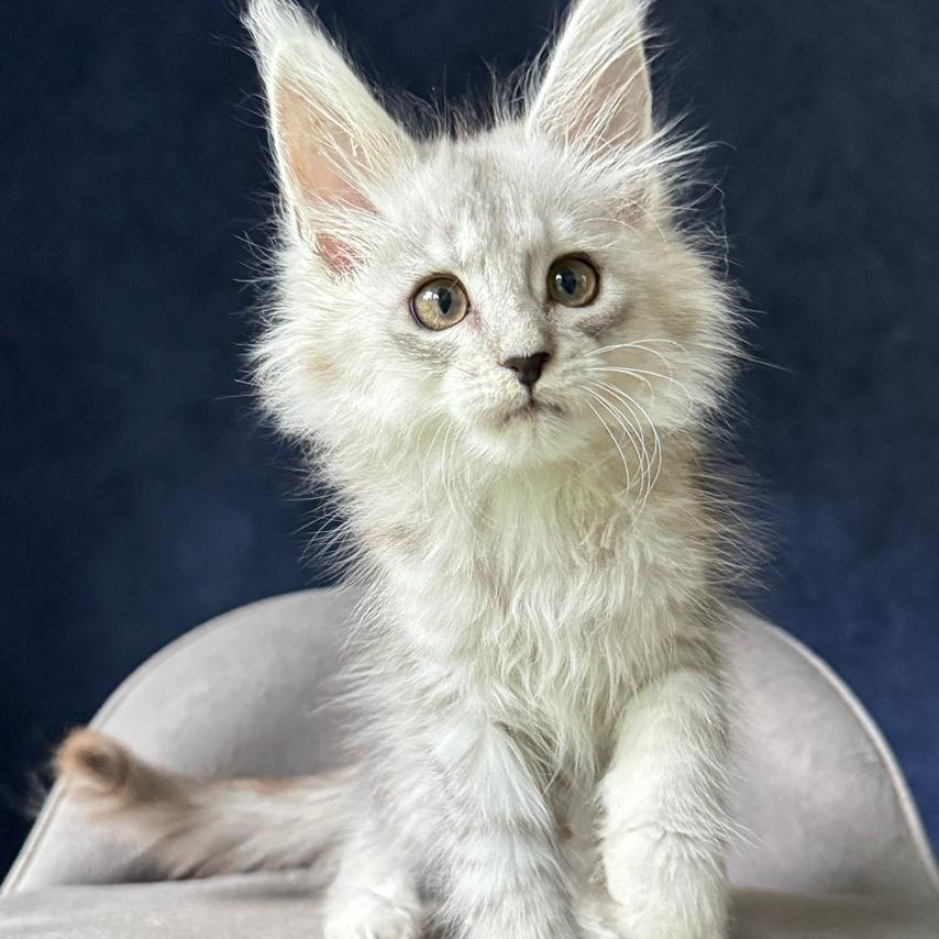 Yent Maine Coon male, black silver spotted tabby