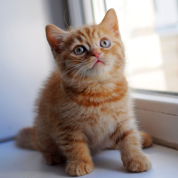Solomon British Shorthair male, red