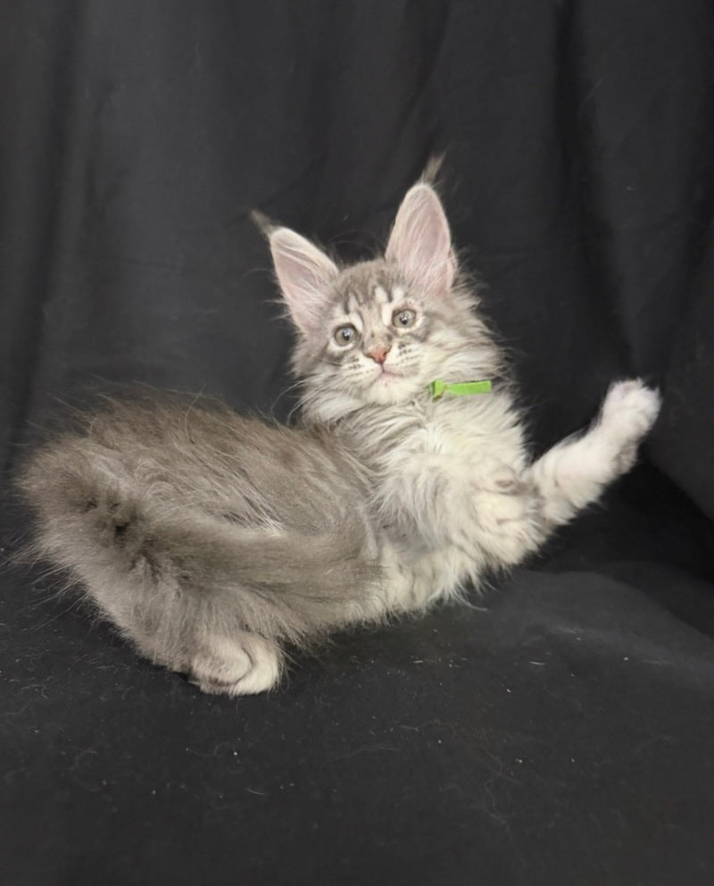 Zimba Maine Coon female, blue silver tabby