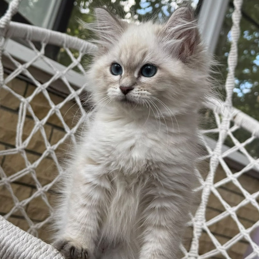 Mary Siberian female, blue pointed