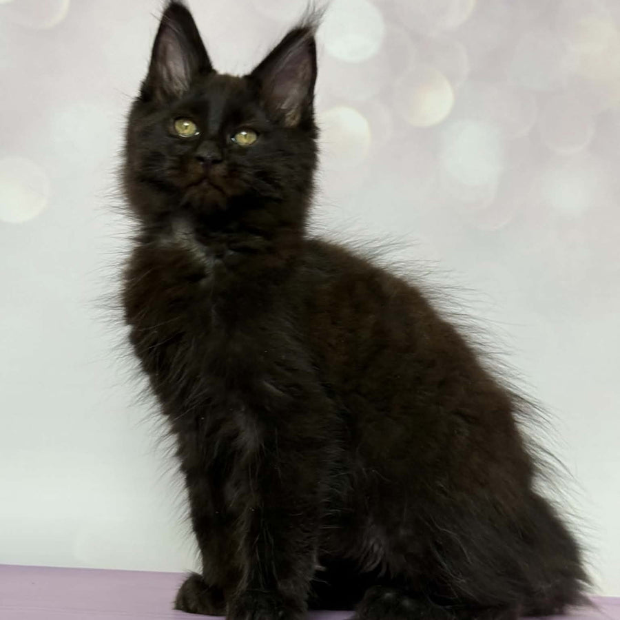 Dallas Maine Coon male, black