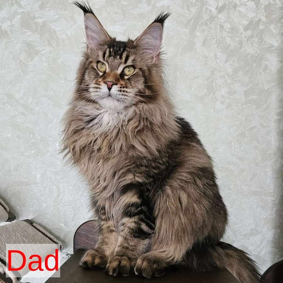 Ruslana Maine Coon polydactyl 6x6x6x6 female, black golden ticked tabby