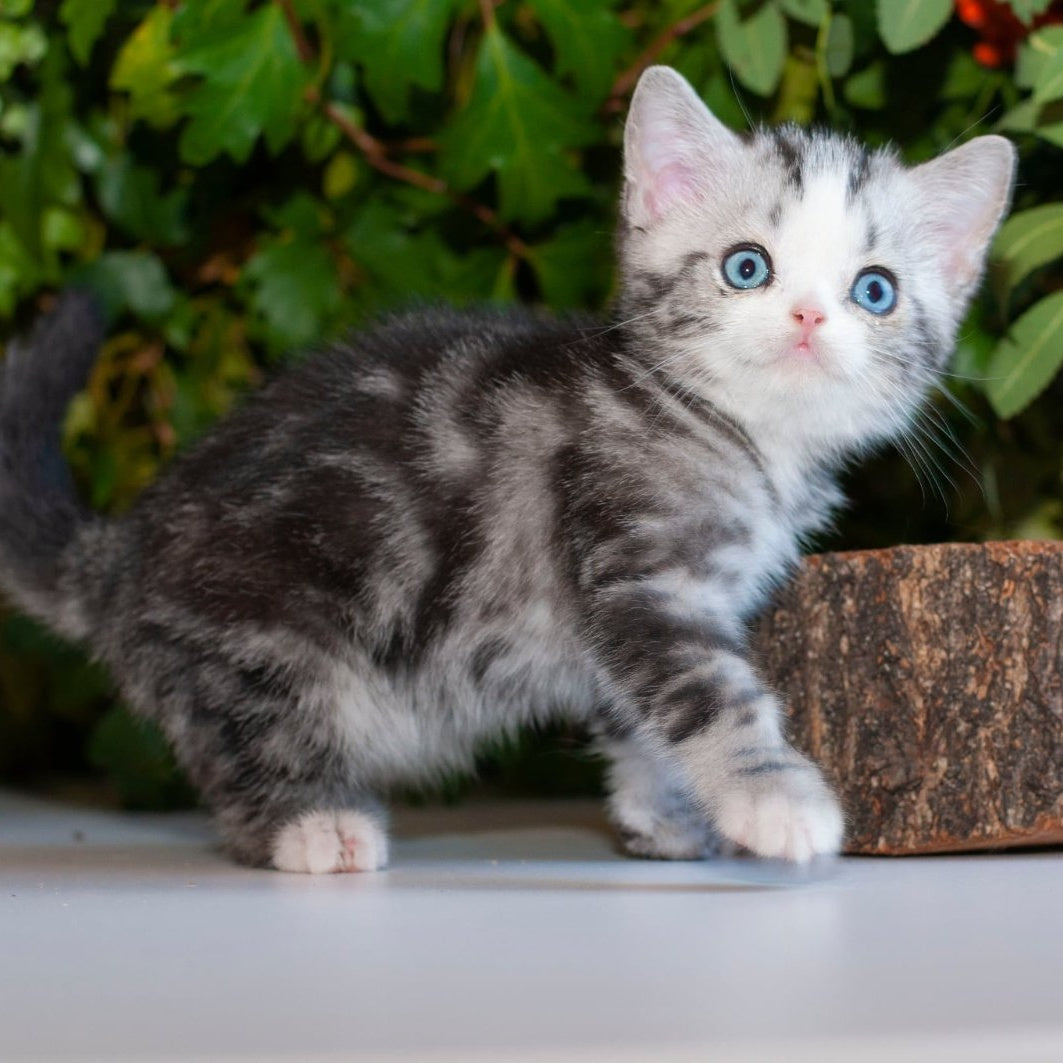 Yarilo British Shorthair male, black silver tabby