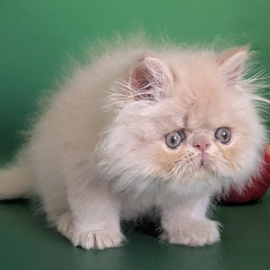 Tom Persian male, cream tabby