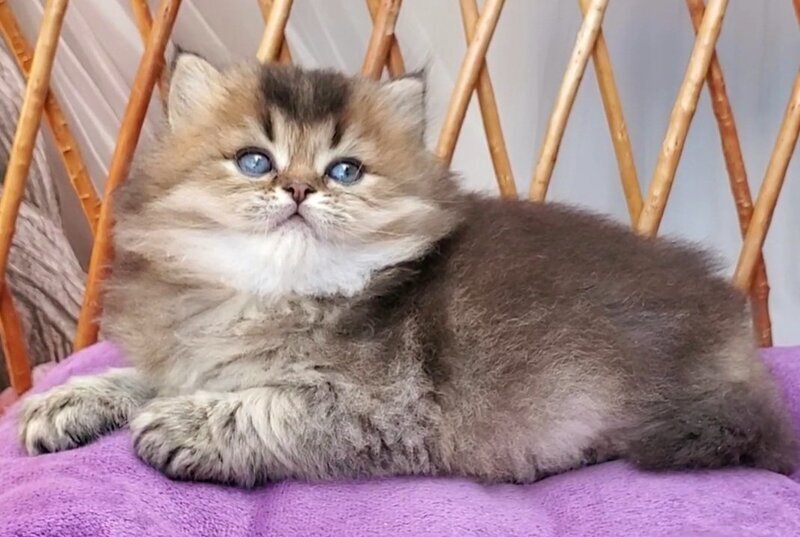 Zachar British Longhair male black golden ticked tabby - live animals
