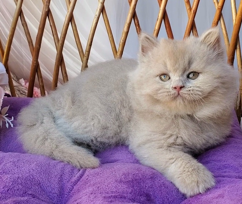 Teo British Longhair male fawn - live animals